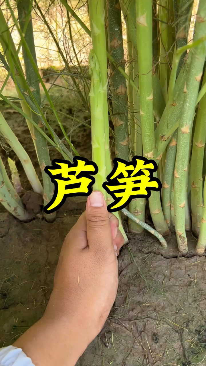 芦笋app手机版如何应用芦笋app电脑版本官网下载安装-第1张图片-太平洋在线下载