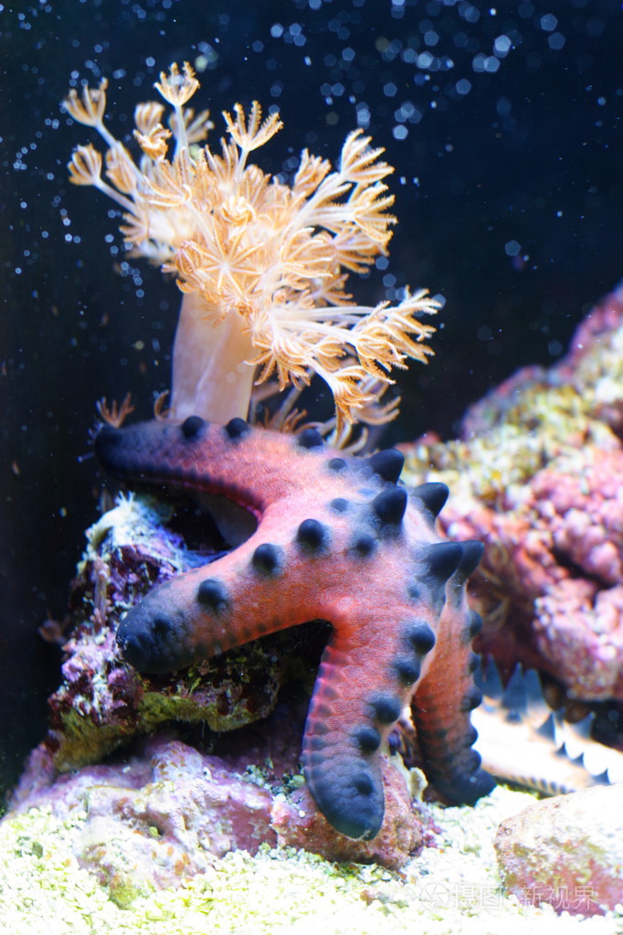 海洋之神手机版海洋之星2捕鱼手机版下载